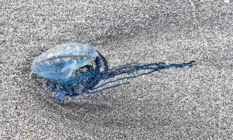 Jellyfish Warning Flags Tenerife Beach
