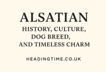 Alsatian