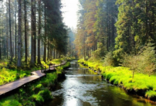 Hafren Forest