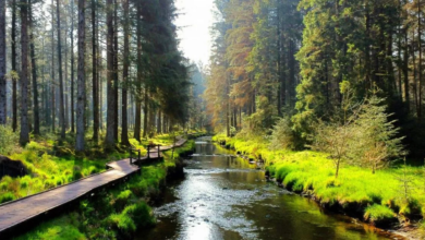 Hafren Forest