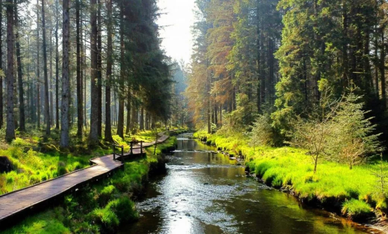Hafren Forest