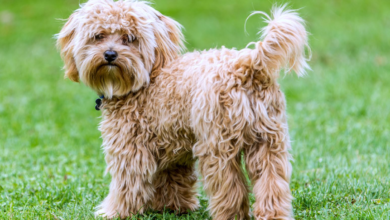 Cavapoo