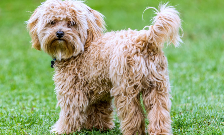 Cavapoo