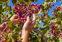 Pistachio Tree