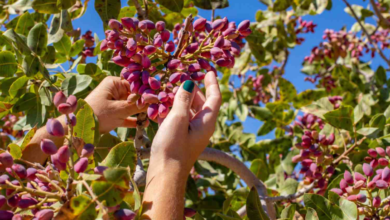 Pistachio Tree