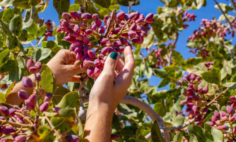 Pistachio Tree