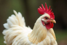 Fur Hen