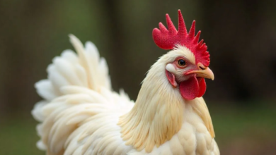 Fur Hen