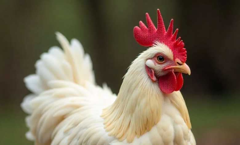 Fur Hen